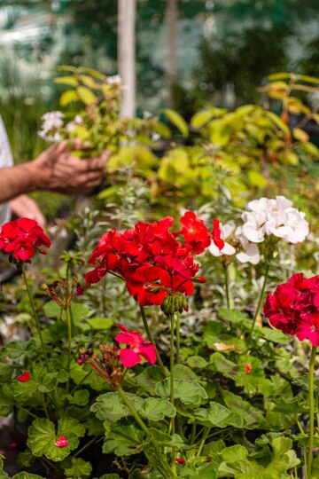 Close up flowers in garden<br />
